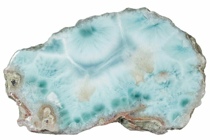 Slice Of Larimar Replaced Wood Limb Cast #316969
